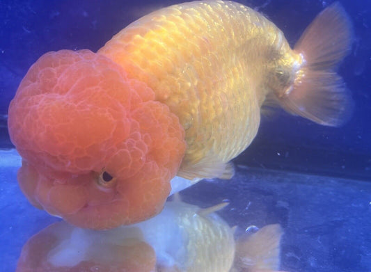 Jumbo Goldfish Big Wen Ranchu pond 6-6.25inc