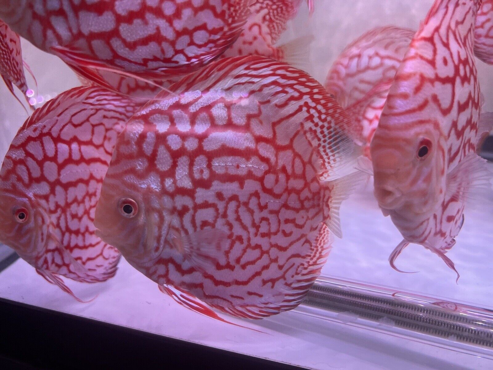 High Grade Discus HIGH Grade discus checkerboard Discus – Madness aquarium