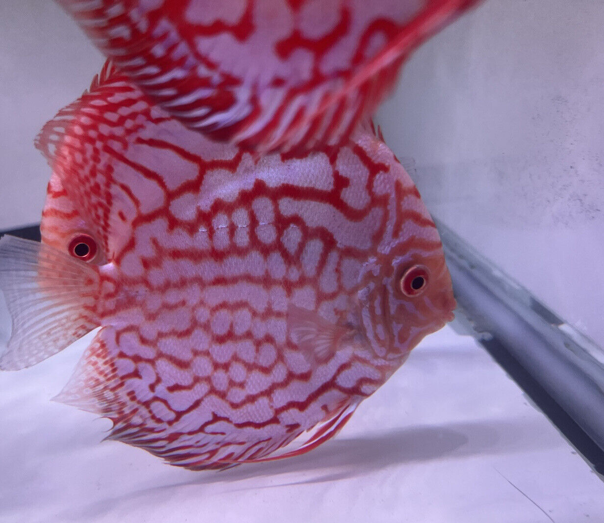 HIGH Grade discus checkerboard Discus