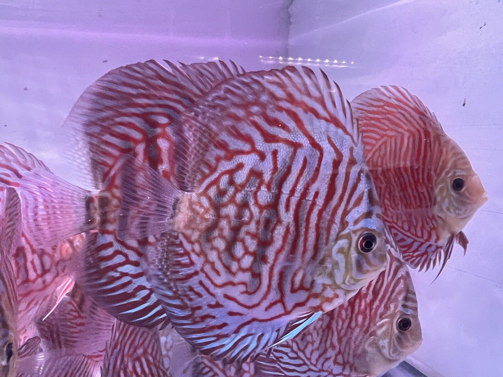 discus discus tiger turquoise – Madness aquarium