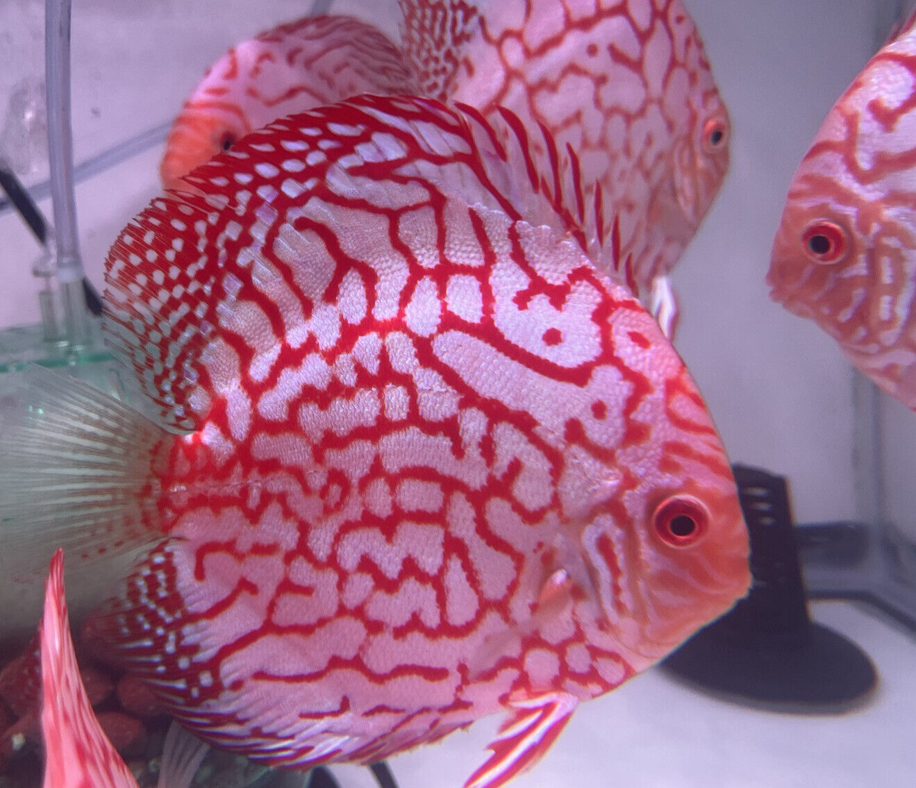 HIGH Grade discus checkerboard Discus