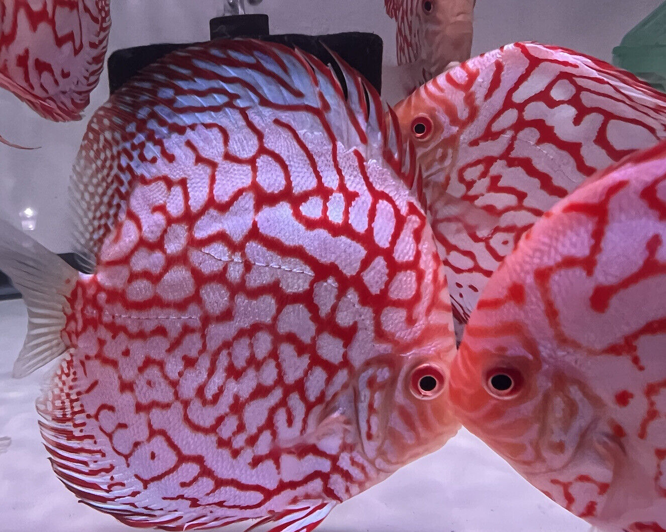 HIGH Grade discus checkerboard Discus