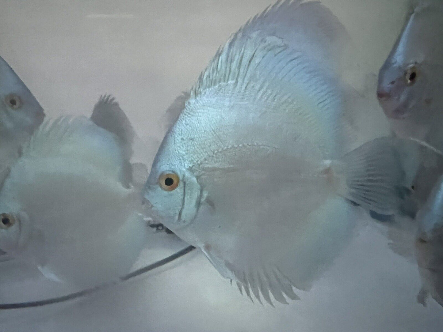 discus blue Diamond