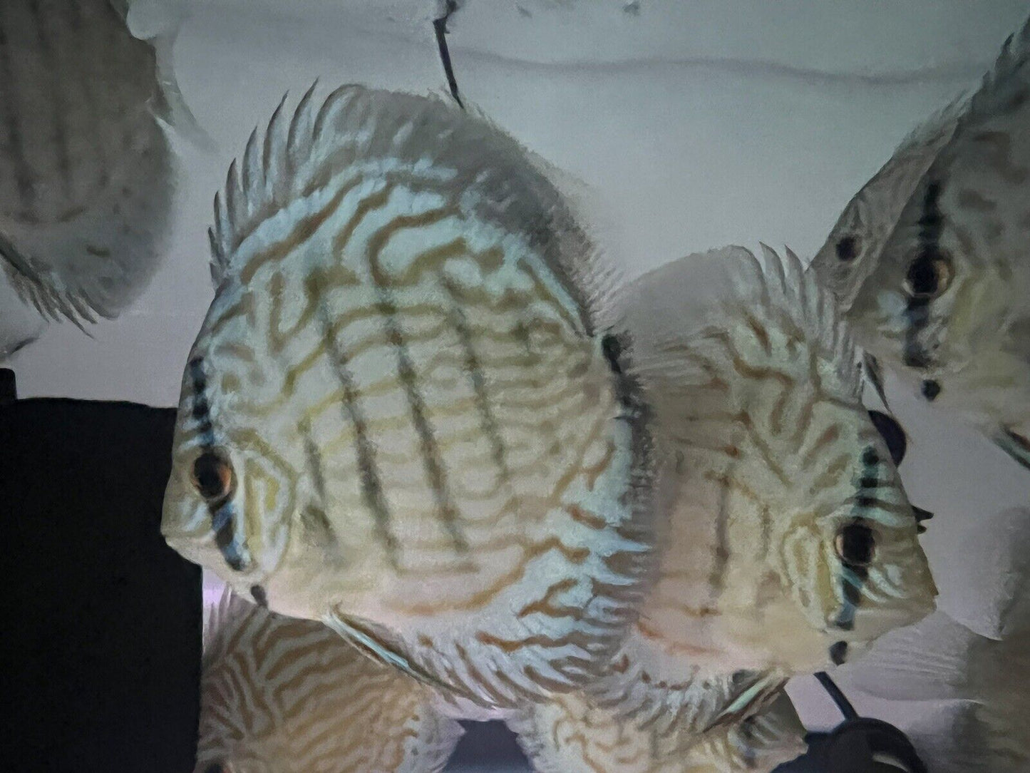 discus discus Blue turquoise