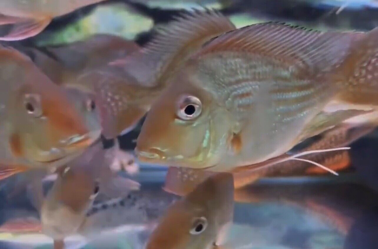 Balloon body Hecklii Geophagus