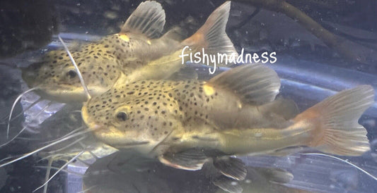 -Short Body redtail catfish Phractocephalus Yellowish