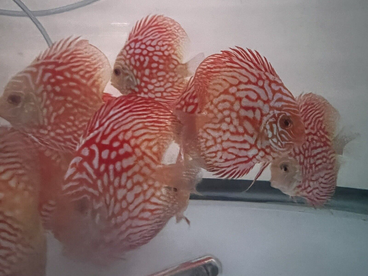 discus Red Checkerboard