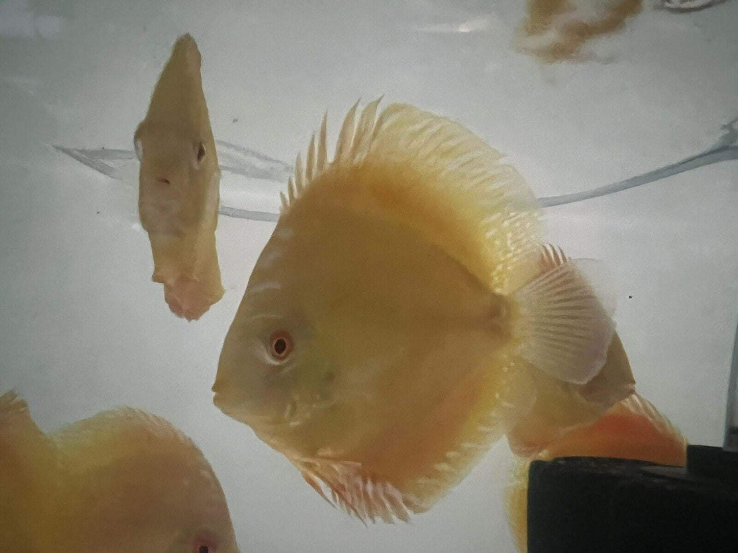 Discus Golden Albino Discus Fish